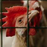 Mitos/Fakta? Makanan Ayam Petelur Ini Ternyata Berbahaya