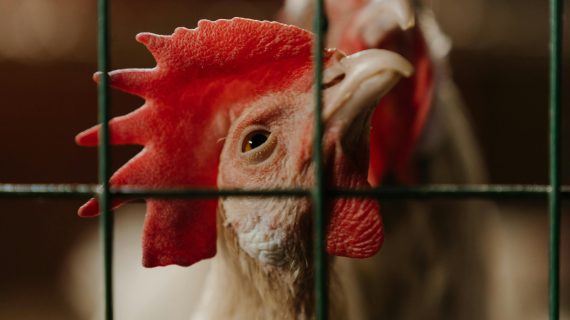 Mitos/Fakta? Makanan Ayam Petelur Ini Ternyata Berbahaya
