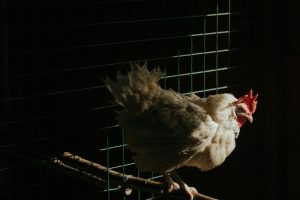 ayam petelur