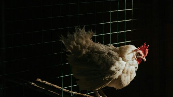 Stres pada Ayam Petelur: Penyebab dan Solusinya