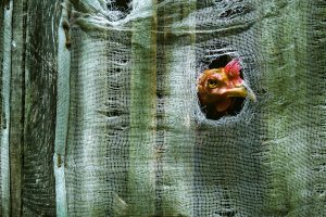 Kandang ayam closed house