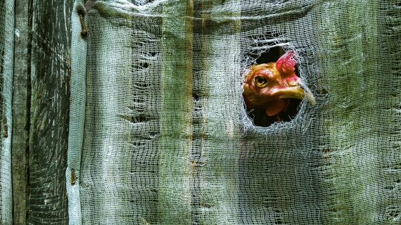 Menjaga Kualitas Udara di dalam Kandang Ayam Closed House
