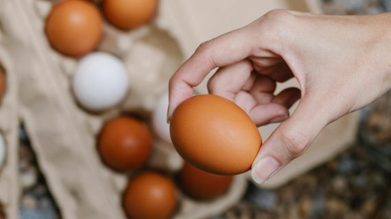 Telur Ayam Kecil? Ini Penyebab dan Cara Mengatasinya