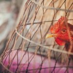 Solusi Cerdas: Kandang Ayam Broiler yang Mudah Dibuat