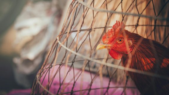 Solusi Cerdas: Kandang Ayam Broiler yang Mudah Dibuat