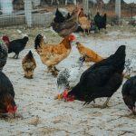 Mengenal Lebih Dekat: Jenis-jenis Ayam Petelur !