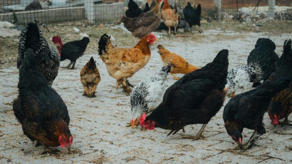 Mengenal Lebih Dekat: Jenis-jenis Ayam Petelur !