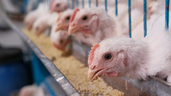 Jadwal Makan Ideal untuk Ayam Petelur: Pagi, Siang, atau Malam?