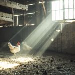 Jenis Pemanas Kandang Ayam: Panduan Lengkap untuk Peternak