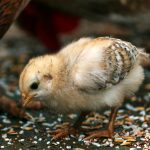 Menghitung FCR dalam Peternakan Ayam Broiler