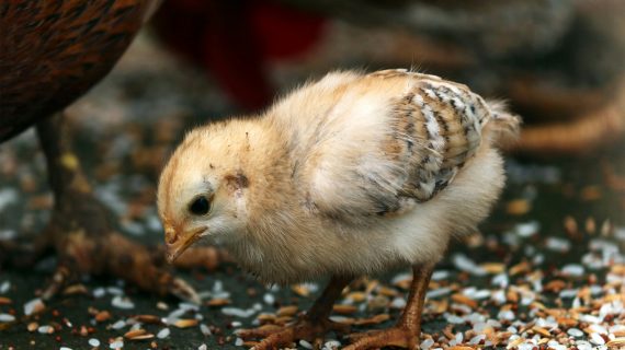 Menghitung FCR dalam Peternakan Ayam Broiler