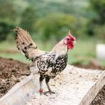 Apa Penyebabnya Harga Pakan Ayam Naik Drastis?