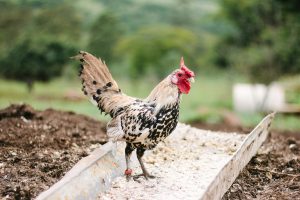 harga pakan ayam