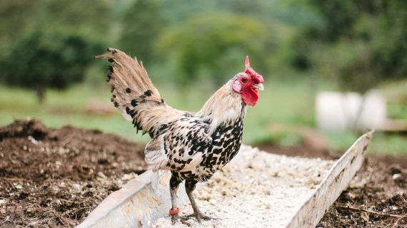 Apa Penyebabnya Harga Pakan Ayam Naik Drastis?