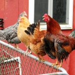 Merawat Ayam Laga Sebelum dan Sesudah Bertanding