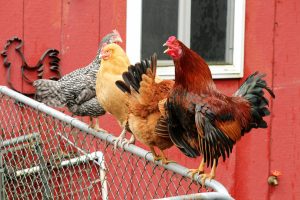 ayam laga