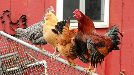 Merawat Ayam Laga Sebelum dan Sesudah Bertanding