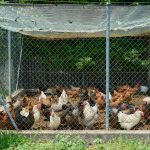 Pentingnya Pemilihan Alas Kandang Ayam Broiler yang Tepat