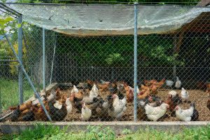 Kandang ayam broiler