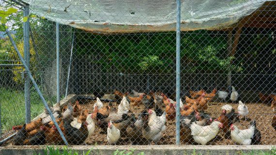 Pentingnya Pemilihan Alas Kandang Ayam Broiler yang Tepat