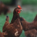Persiapan dan Perawatan Ayam Layer untuk Produksi Maksimal