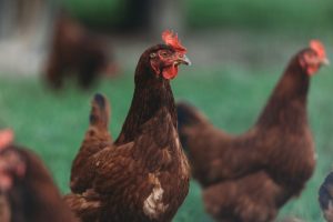 ayam layer