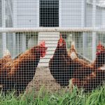 Kandang Ayam Modern ala Peternak Milenial