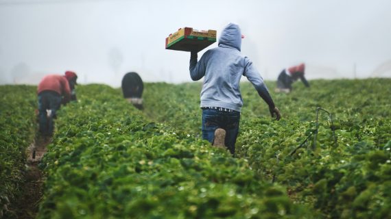 Memulai Smart Farming dengan Modal Terbatas