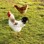 Vitamin Ayam: Ragam Jenis dan Manfaatnya