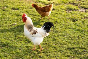 vitamin ayam