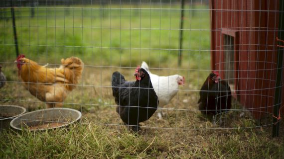 IoT Solusi Atasi Sanitasi Ayam Broiler