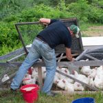 5 Cara Merawat Ayam Agar Cepat Besar dan Sehat