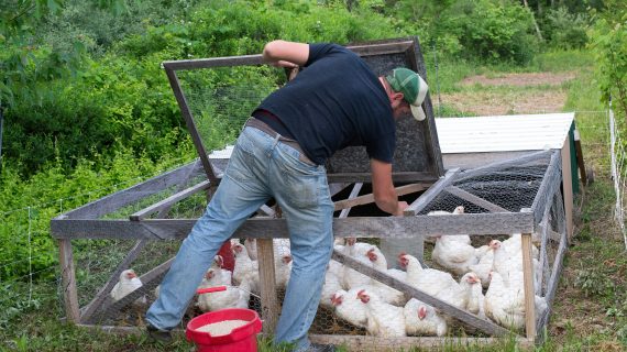 5 Cara Merawat Ayam Agar Cepat Besar dan Sehat