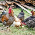 Manfaatkan Kotoran Ayam: Limbah Jadi Emas