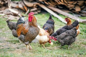 kotoran ayam