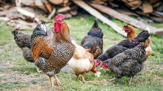 Manfaatkan Kotoran Ayam: Limbah Jadi Emas