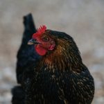 Mitos/Fakta: Warna Bulu Mempengaruhi Kualitas Ayam Laga