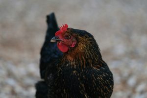 bulu ayam