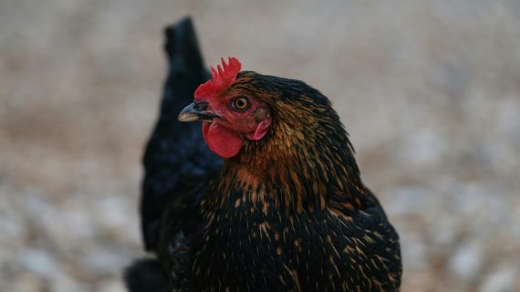 Mitos/Fakta: Warna Bulu Mempengaruhi Kualitas Ayam Laga