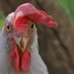 Apakah Kepala Ayam Bisa Deteksi Penyakit?