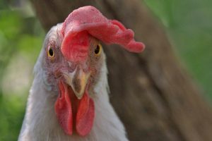 kepala ayam