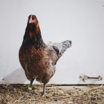 Kenali Jenis Kutu Ayam dan Cara Membedakannya