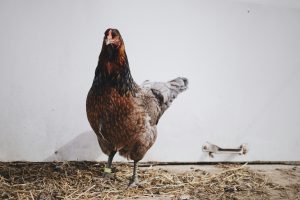 jenis kutu ayam