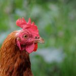 Mata Ayam Petelur Berair dan Gatal: Gejala & Cara Mengatasinya