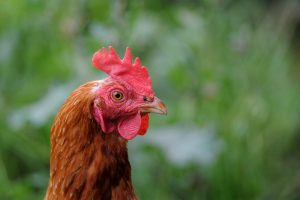 mata ayam