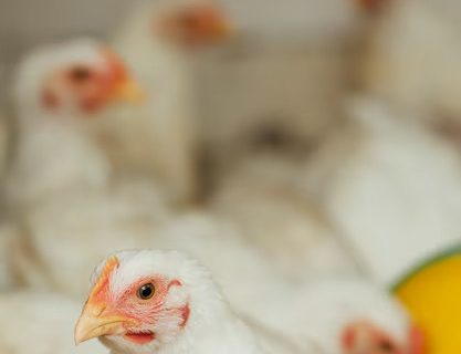 5 Rekomendasi Penjual Produk Kesehatan Ayam Broiler