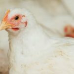 5 Rekomendasi Penjual Produk Kesehatan Ayam Broiler