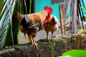 ayam laga