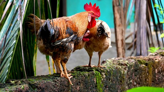 Latihan Intensif untuk Meningkatkan Stamina Ayam Laga