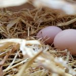 Mencegah Faktor-faktor Penyebab Telur Ayam Kampung Kecil